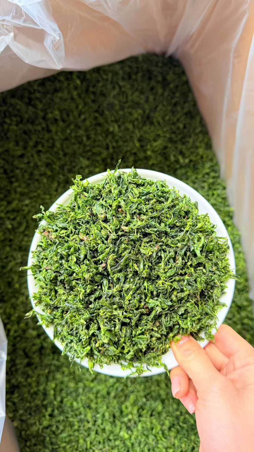 Small-Leaf Kuding · 2026 First Spring | Pure Rice-Bud Harvest, Green moss in a white bowl held over a large pile of green moss.