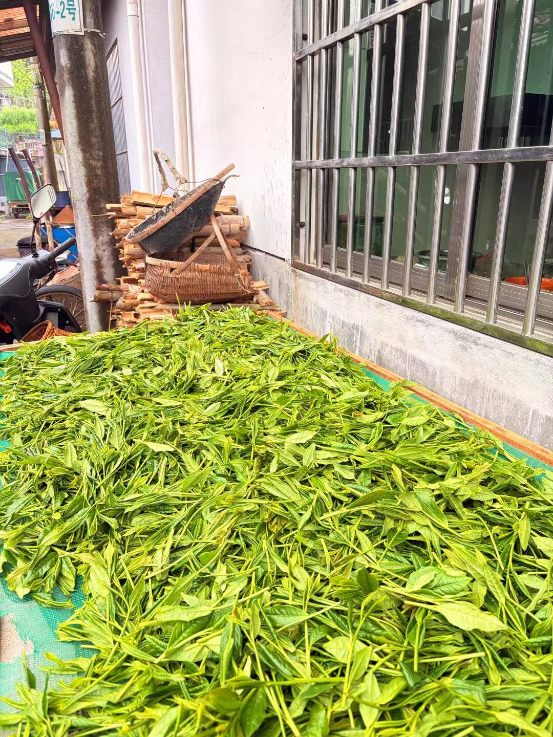 Taiping Houkui 2026 spring, fully handmade. Anhui's famous large-leaf green tea. Orchid fragrance, naturally sweet, no bitterness. Hand-pressed, first flush.