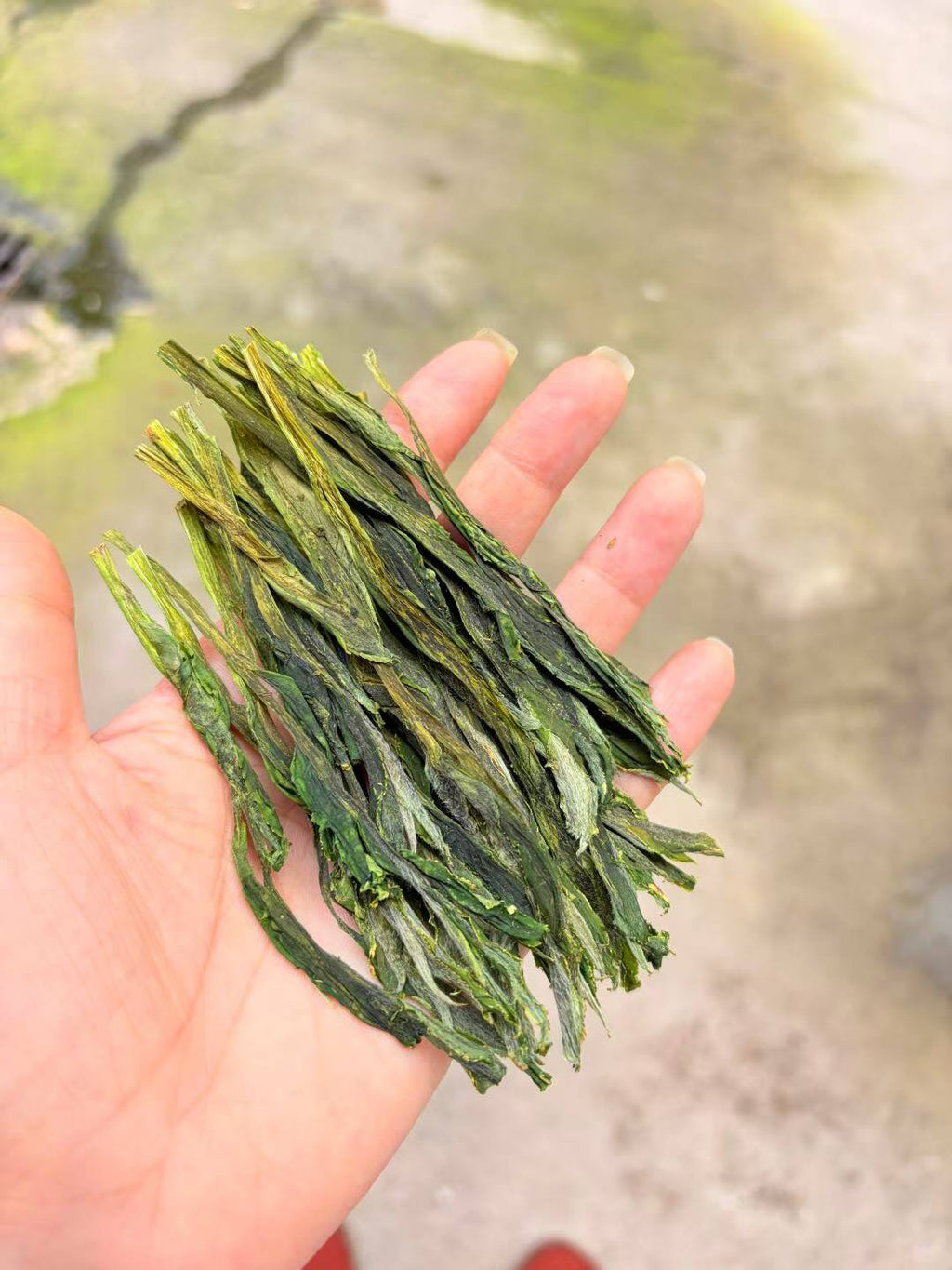 Taiping Houkui 2026 spring, fully handmade. Anhui's famous large-leaf green tea. Orchid fragrance, naturally sweet, no bitterness. Hand-pressed, first flush.