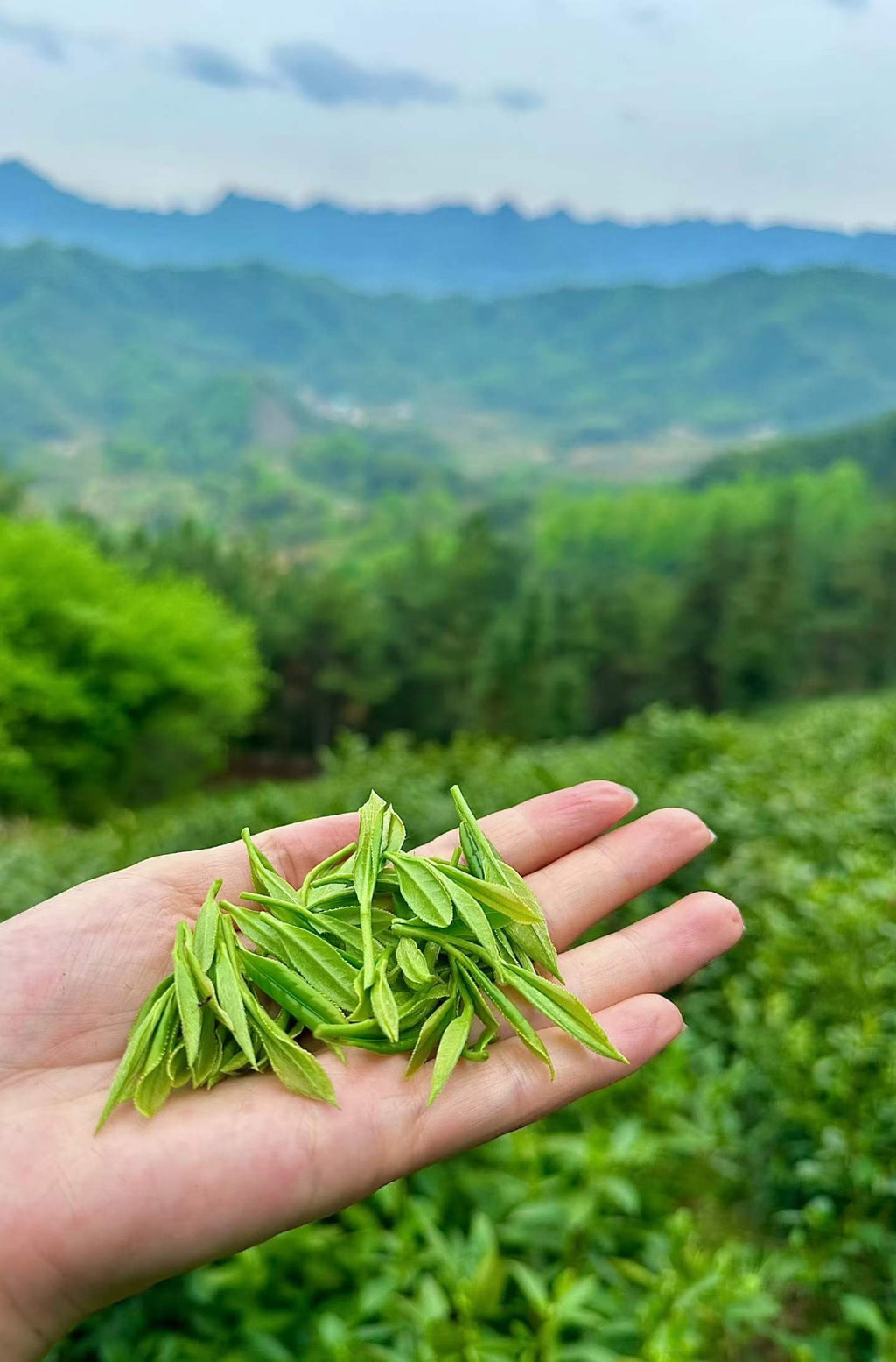Hand holding green tea leaves with a scenic background of mountains and trees
West Lake Longjing 2026 pre-Qingming first flush. Calm focus, no jitter. Toasted chestnut fragrance, naturally sweet. Authentic West Lake origin. Spring limited.
