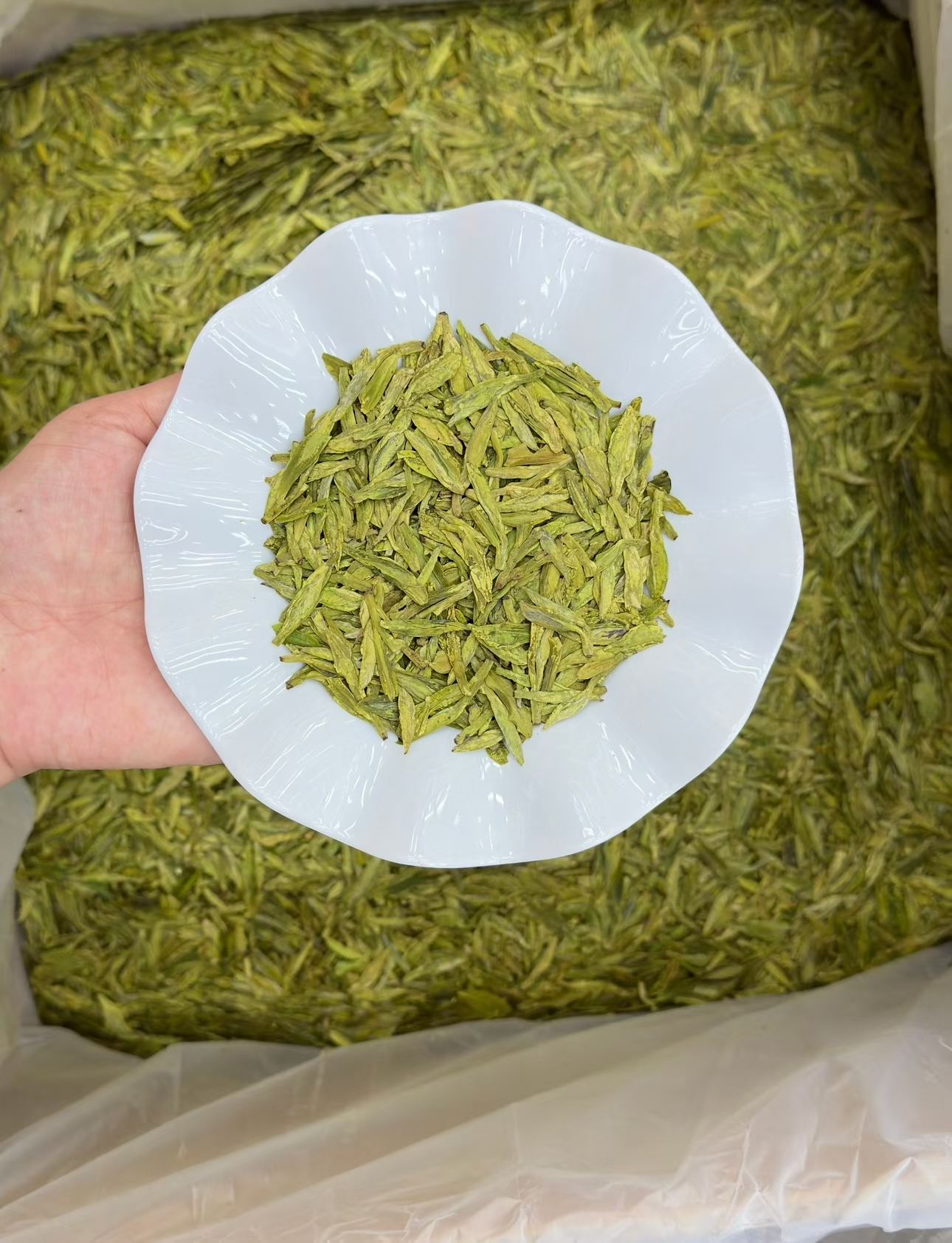 Hand holding a white plate with green leafy substance against a background of similar green material. West Lake Longjing 2026 pre-Qingming first flush. Calm focus, no jitter. Toasted chestnut fragrance, naturally sweet. Authentic West Lake origin. Spring limited.