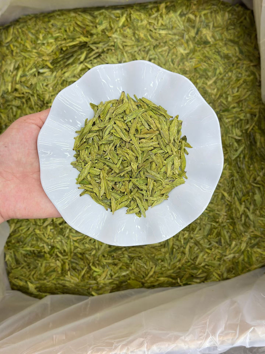 Green leafy substance on a white paper plate held over a large pile of similar substance. West Lake Longjing 2026 pre-Qingming first flush. Calm focus, no jitter. Toasted chestnut fragrance, naturally sweet. Authentic West Lake origin. Spring limited.