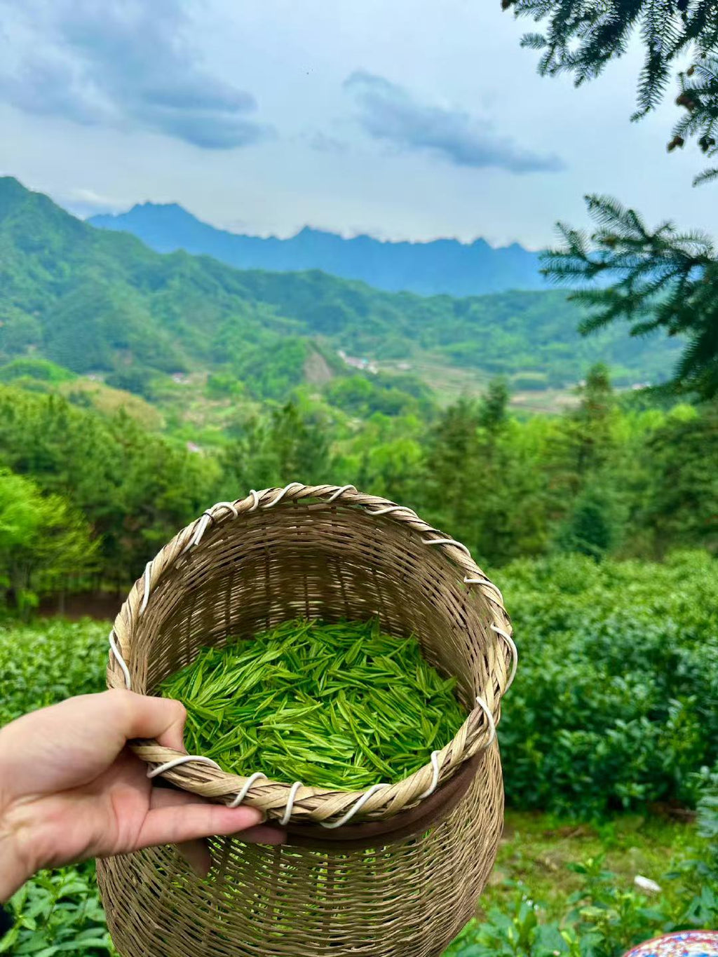 Hand holding a woven basket of green tea leaves with a scenic mountain view in the background
West Lake Longjing 2026 pre-Qingming first flush. Calm focus, no jitter. Toasted chestnut fragrance, naturally sweet. Authentic West Lake origin. Spring limited.