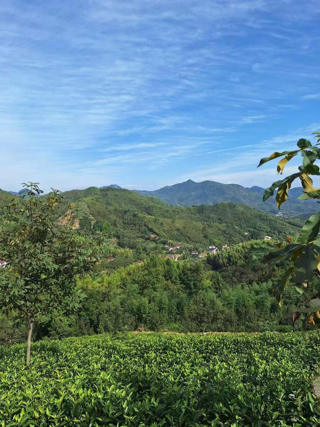 Scenic view of green hills and trees under a clear blue sky
