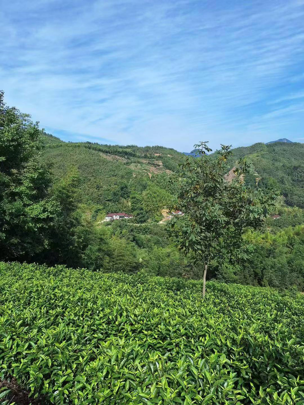 Tea plantation with mountains in the background under a clear blue sky