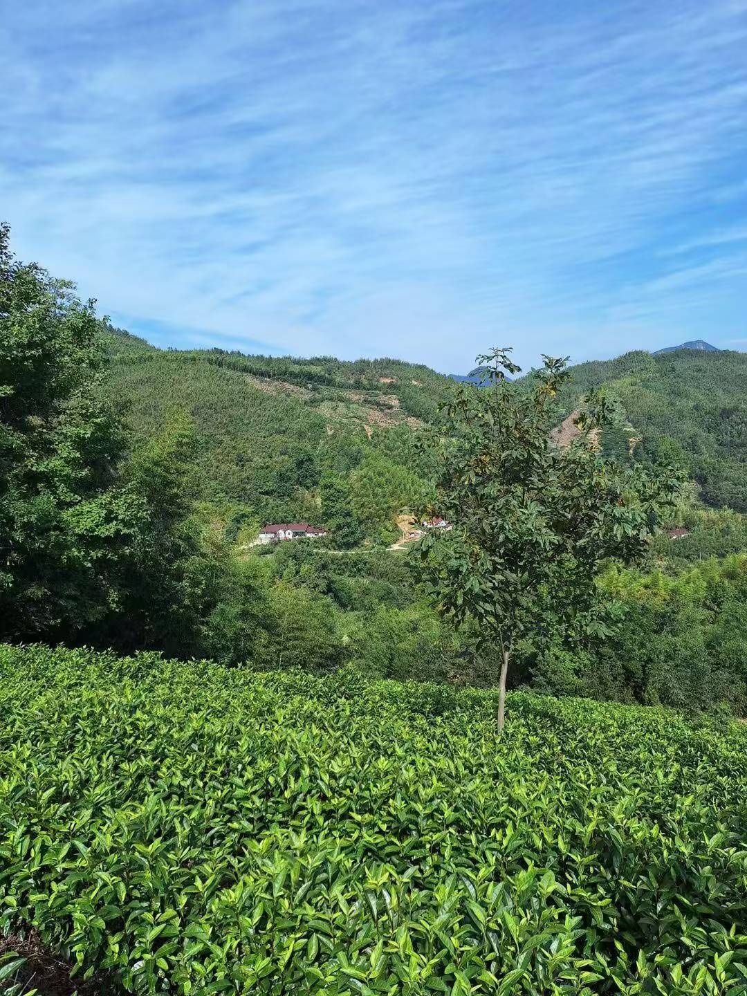 Tea plantation with mountains in the background under a clear blue sky